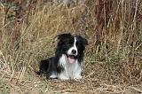 BORDER COLLIE 042